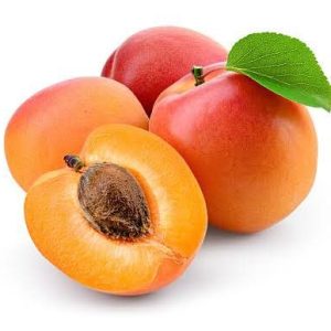 Handpicked sun-ripened apricots freshly harvested from the orchard
